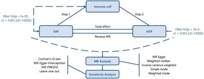 Causal relationships between gut microbiota, immune cell, and Henoch-Schönlein Purpura: a two-step, two-sample Mendelian randomization study